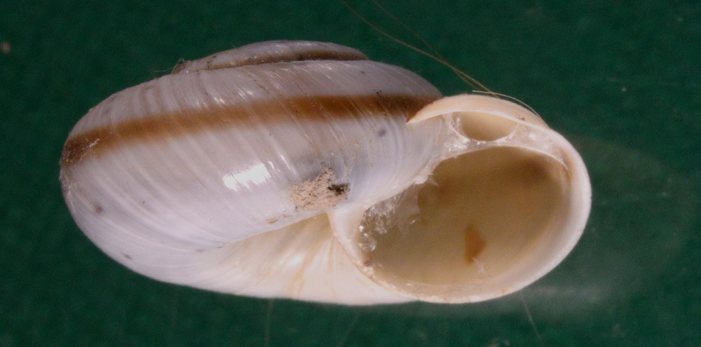 Chilostoma cingulatum nicatis (Costa, 1836)